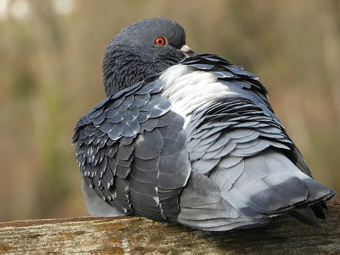 Ring-Necked Pigeon, Ridgefield Wildlife Refuge, Washington