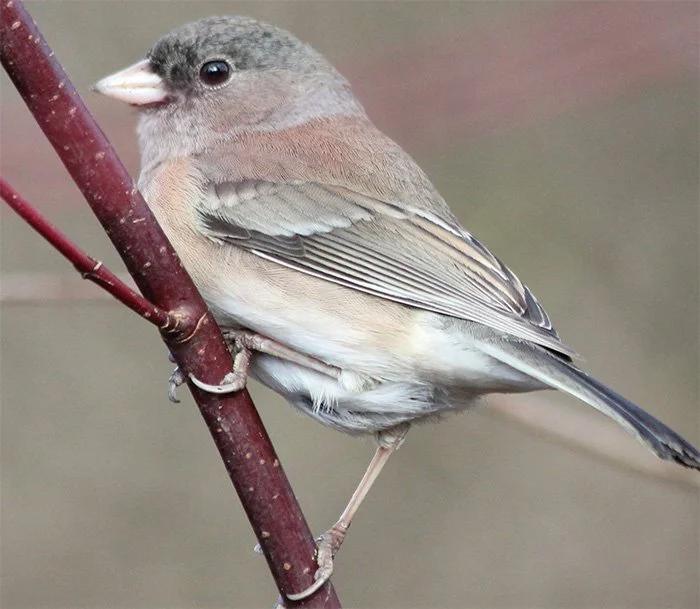 Dark-Eyed Junco, Wildlife Botanical Garden, Washington
