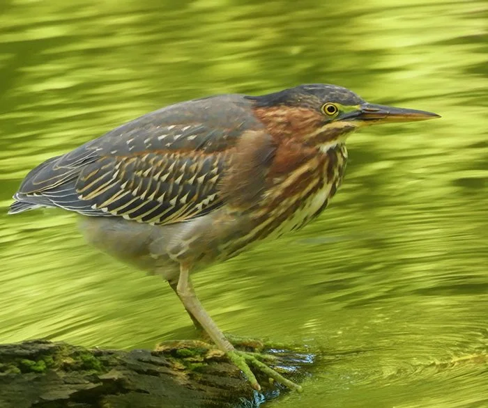 Green Heron, Ridgefield Wildlife Refuge, Washington