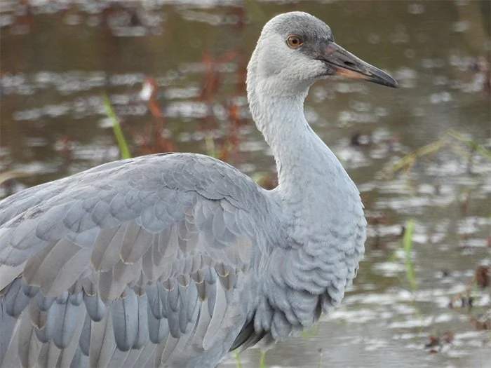 Sandhill Crane Colt,  Ridgefield Wildlife Refuge, Washington