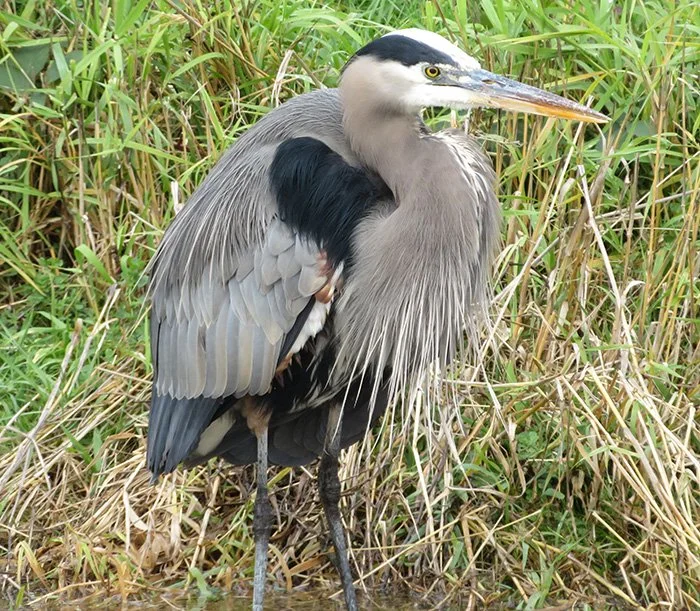 Great Blue Heron, Steigerwald Wildlife Refuge, Washington