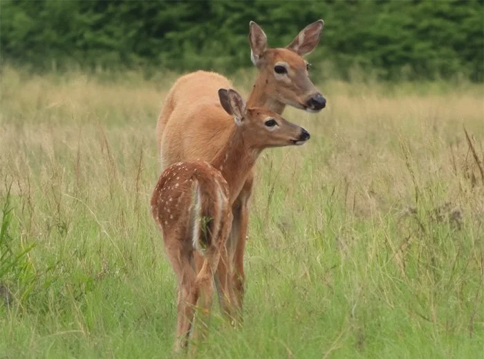 Deer and Fawn, Steigerwald Wildlife Refuge, Washington