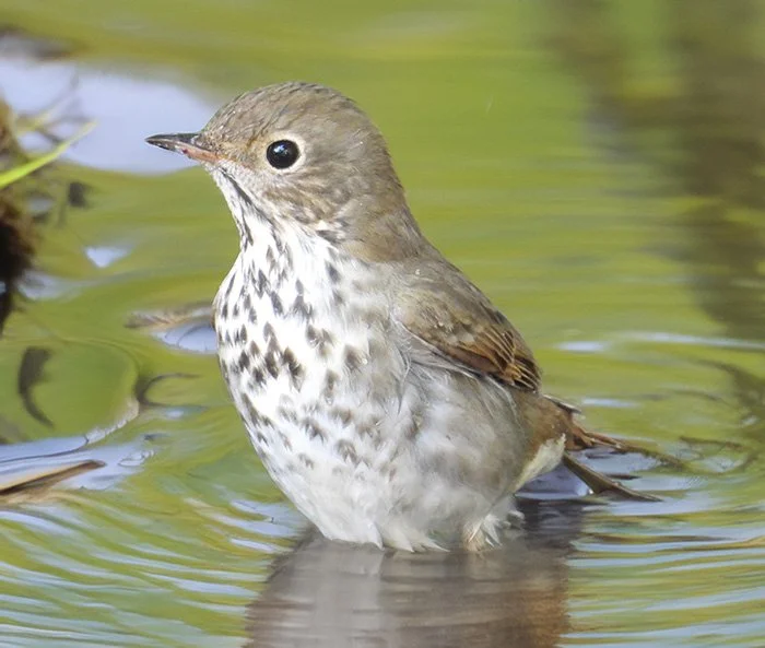 Fox Sparrow, Wildlife Botanical Garden, Washington