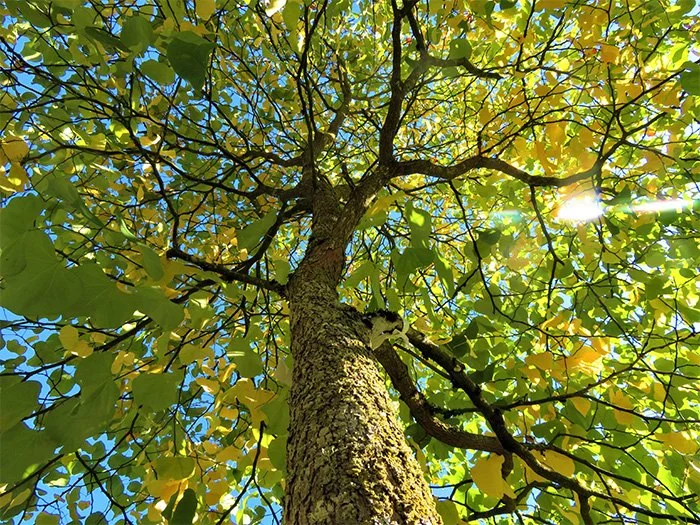 Tree, Lewisville Park, Washington