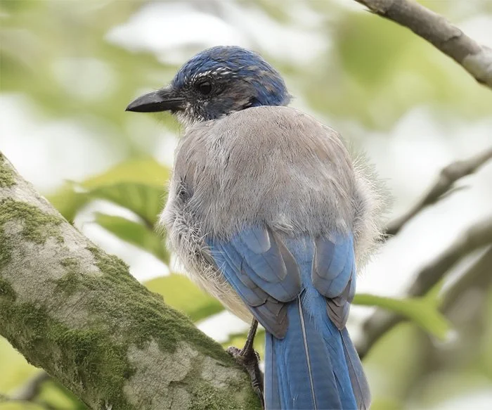 Scrub Jay, Steigerwald Wildlife Refuge, Washington