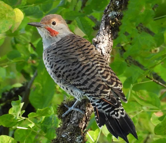 Flicker, Steigerwald Wildlife Refuge, Washington