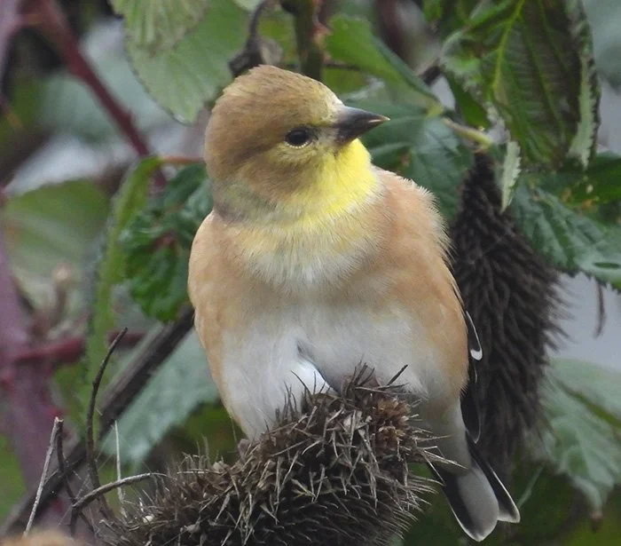 Nonbreeding Male Goldfinch, Ridgefield Wildlife Refuge, Washington