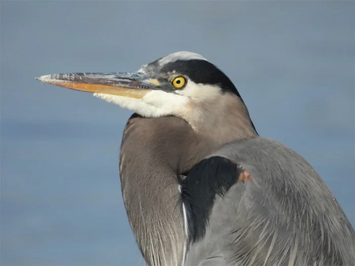 Great Blue Heron, Local Wetlands, Oregon