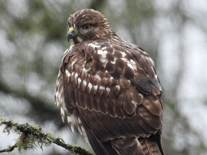 Hawk, Ridgefield Wildlife Refuge, Washington