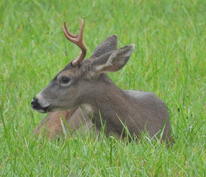 Buck, Ridgefield Wildlife Refuge, Washington