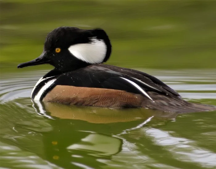 Male Hooded Merganser, Tualatin Hills Nature Park, Oregon