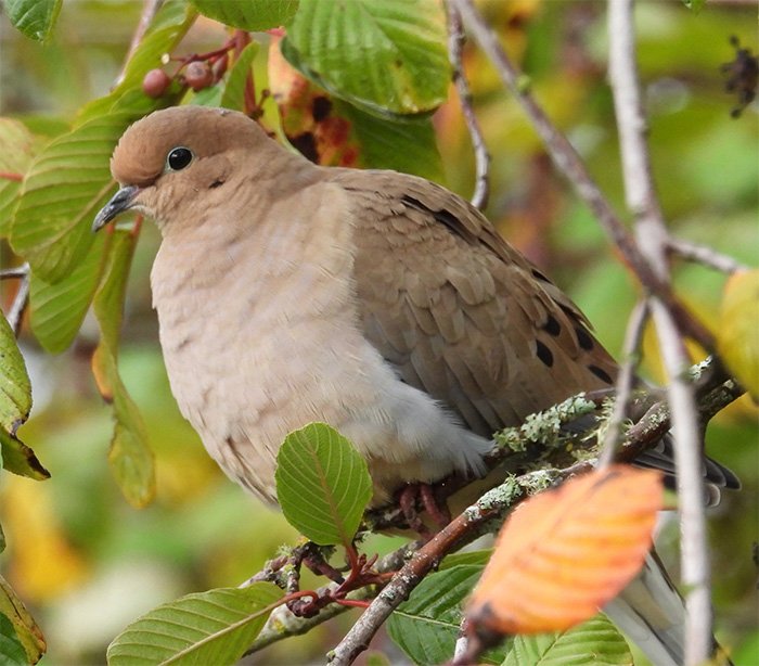 Dove, Wildlife Botanical Garden, Washington