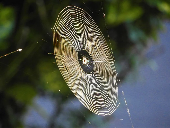 Spiderweb, Wildlife Botanical Garden, Washington