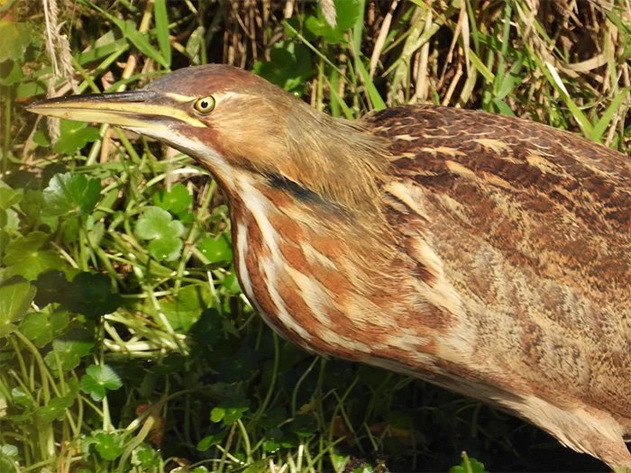 Bittern, Ridgefield Wildlife Refuge, Washington