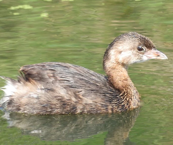 Pied-Billed Grebe, Ridgefield Wildlife Refuge, Washington