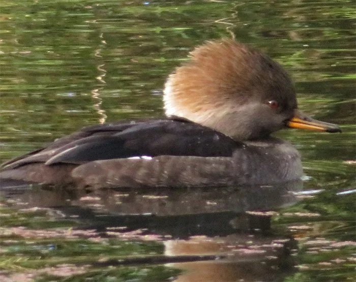 Female Hooded Merganser, Wildlife Botanical Garden, Washington