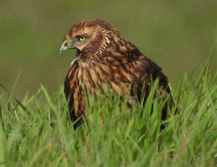Northern Harrier, Ridgefield Wildlife Refuge, Washington