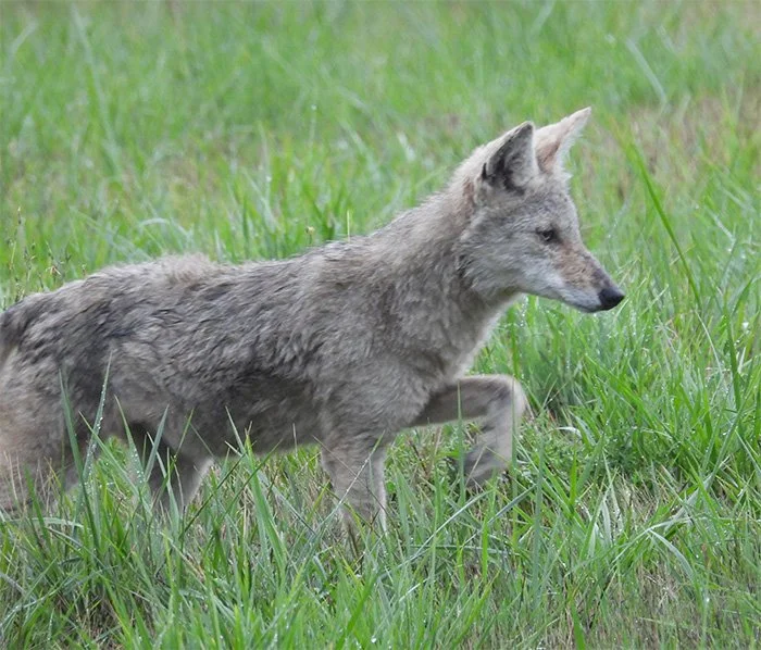 Coyote, Ridgefield Wildlife Refuge, Washington