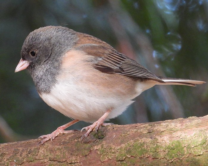Dark-Eyed Junco, Jane Webber Arboretum, Washington