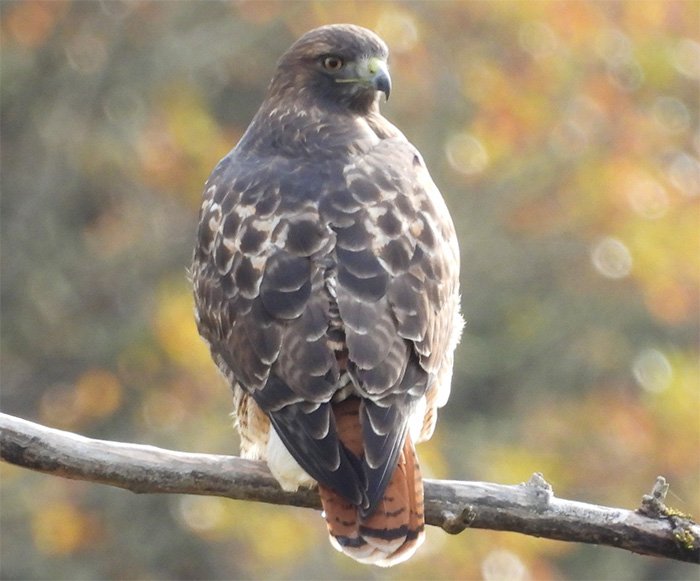 Hawk, Tualatin Hills Nature Park, Oregon