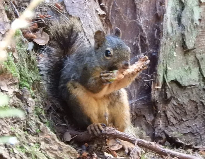 Squirrel, Morgan Creek, Washington