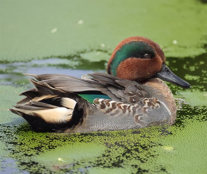 Green-Winged Teal Duck, Tualatin Hills Nature Park, Oregon