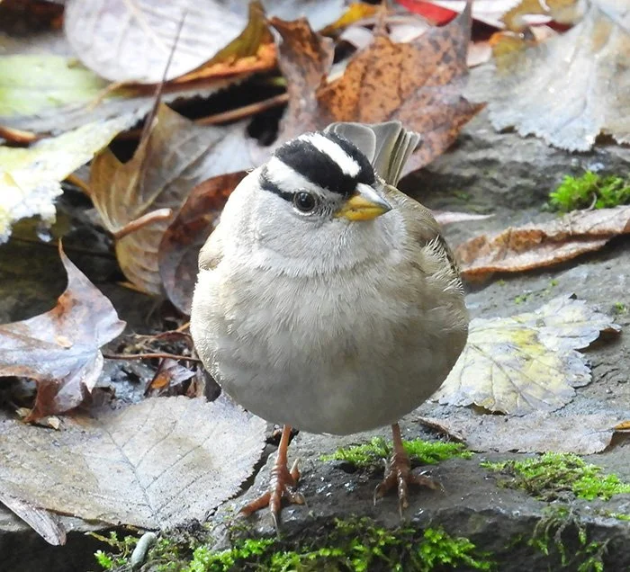 White-Crowned Sparrow, Jane Webber Arboretum, Washington