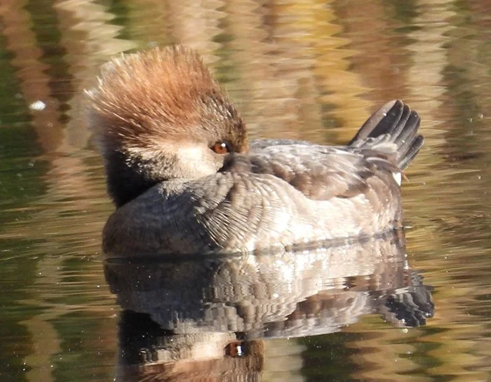 Hooded Merganser, Wildlife Botanical Garden, Washington