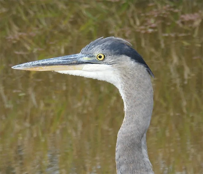 Great Blue Heron, Local Wetlands, Washington