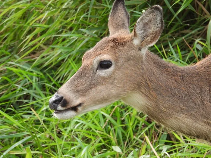 Deer, Ridgefield Wildlife Refuge, Washington
