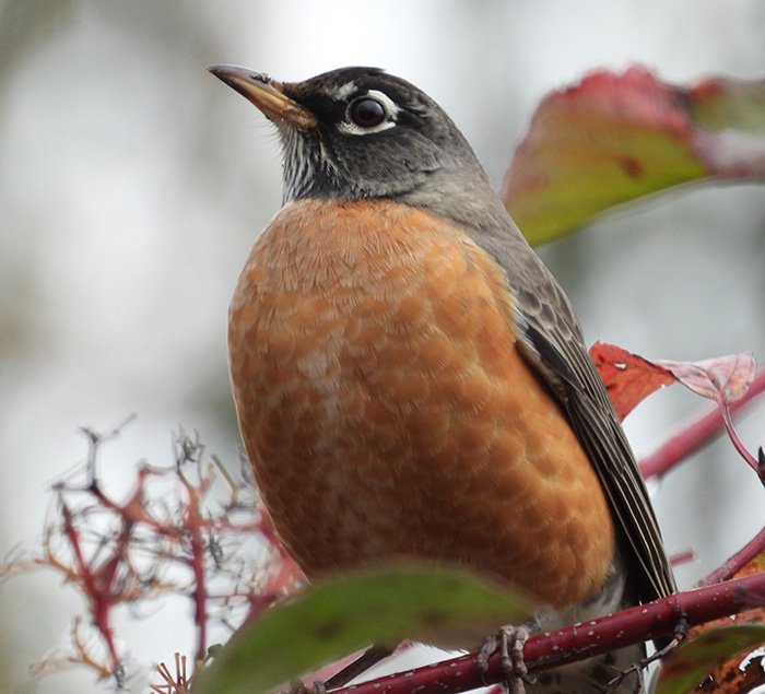 Robin, Jane Webber Arboretum, Washington