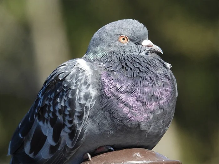 Rock Dove, Ridgefield Wildlife Refuge, Washington