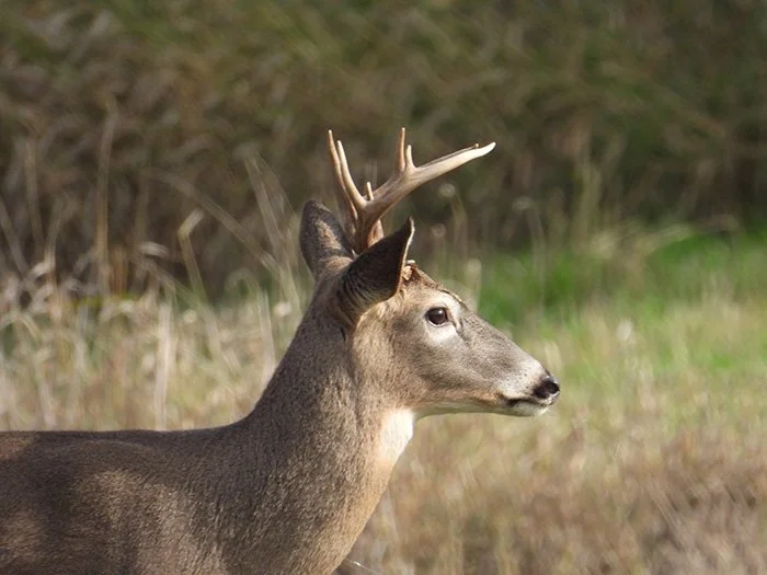 Buck, Ridgefield Wildlife Refuge, Washington