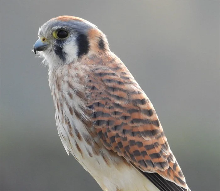 Kestrel, Ridgefield Wildlife Refuge, Washington