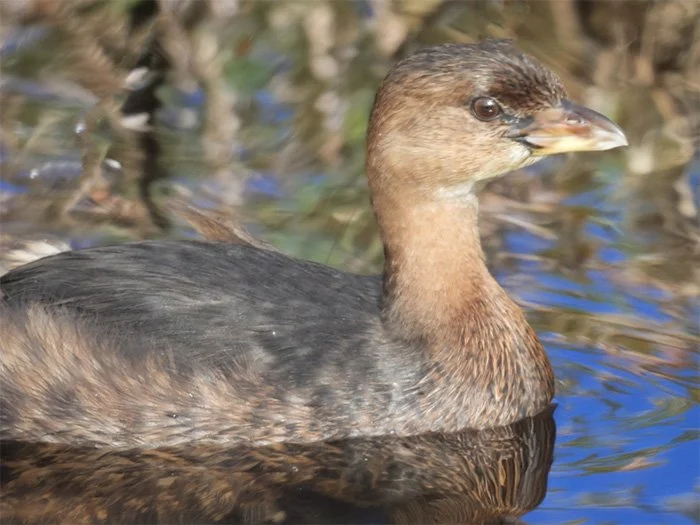 Pied-Billed Grebe, Ridgefield Wildlife Refuge, Washington