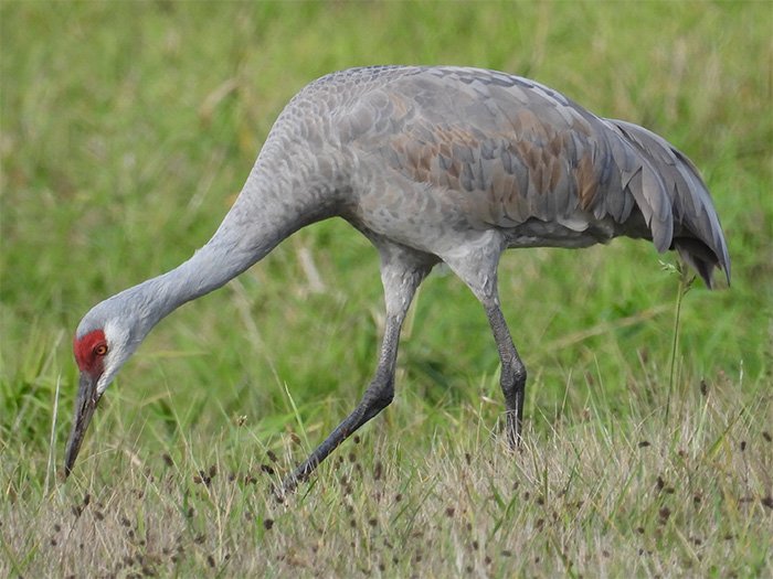 Sandhill Crane, Ridgefield National Wildlife Refuge, Washington