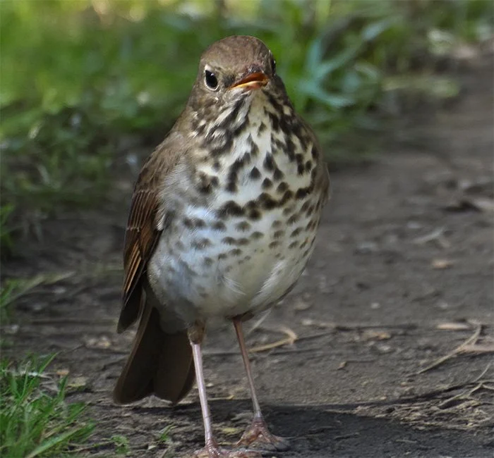 Hermit Thrush, Noble Woods, Oregon