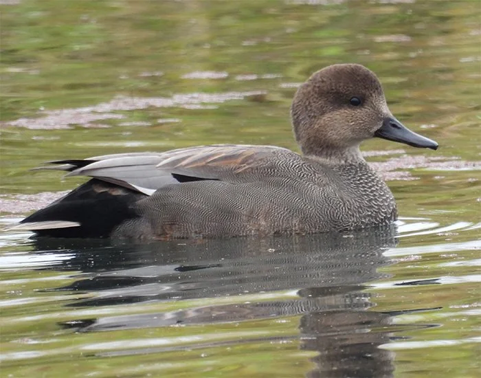 Gadwall, Tualatin Hills Nature Park, Oregon
