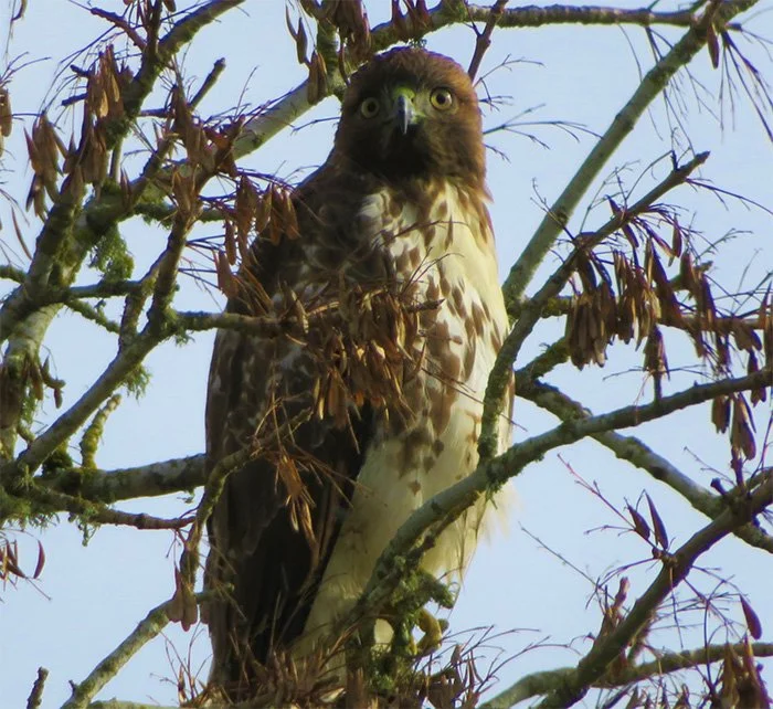 Hawk, Columbia River Gorge, Washington