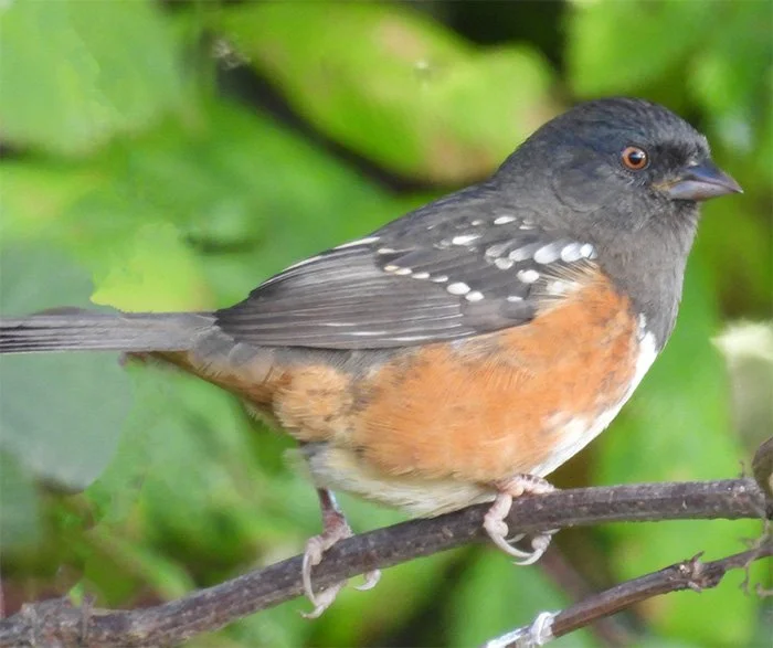 Towhee, Back Yard, Washington