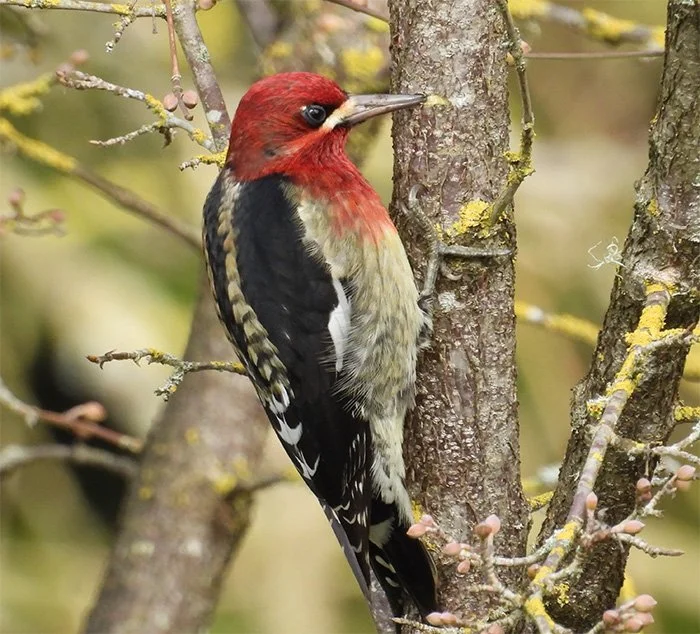 Red-Breasted Sapsucker, Tryon Creek State Park, Oregon