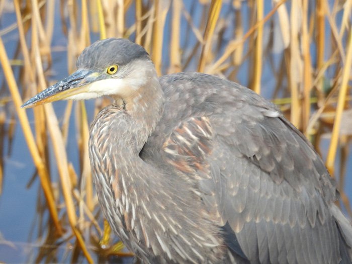 Great Blue Heron, Ridgefield Wildlife Refuge, Washington