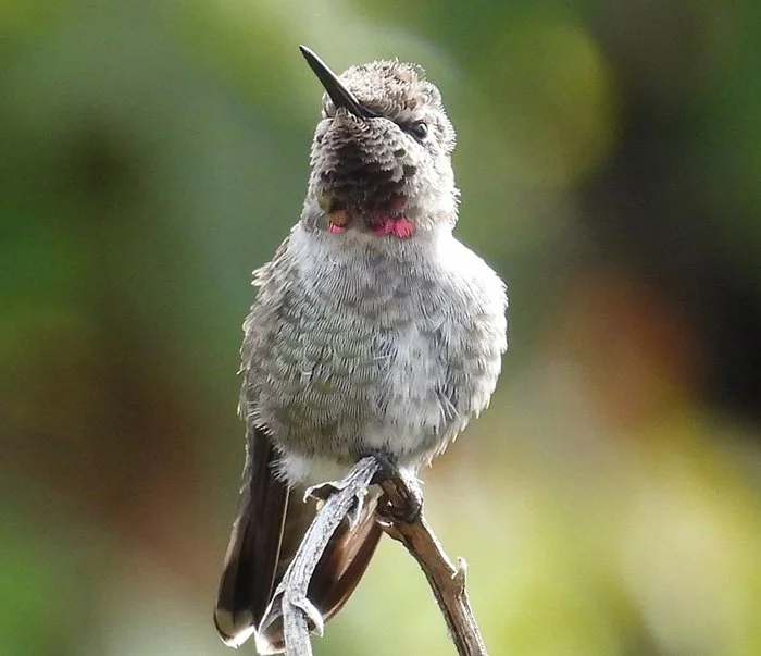 Hummingbird, Jane Webber Arboretum, Washington