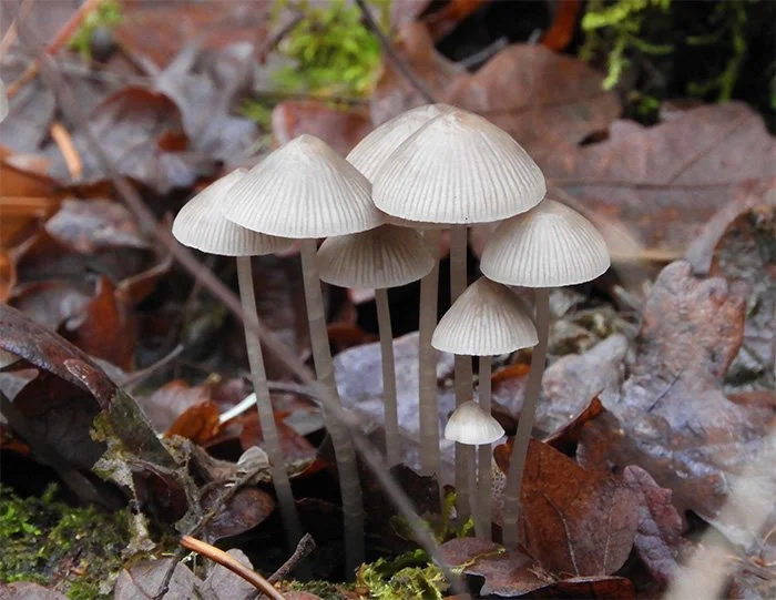 Mushrooms, Lacamas Lake, Washington
