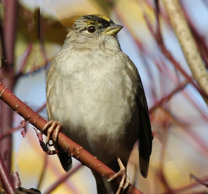 Golden-Crowned Sparrow, Wildlife Botanical Garden, Washington