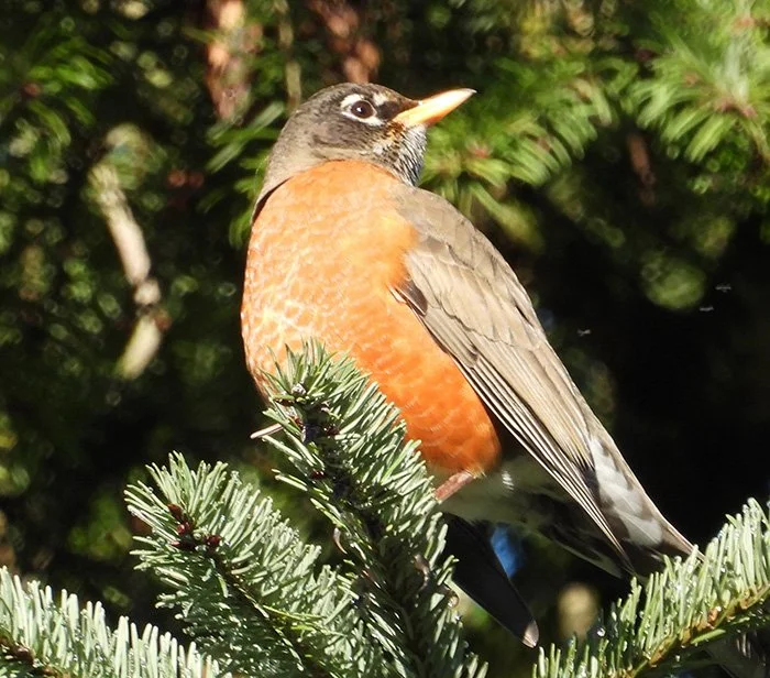 Robin, Noble Woods, Oregon