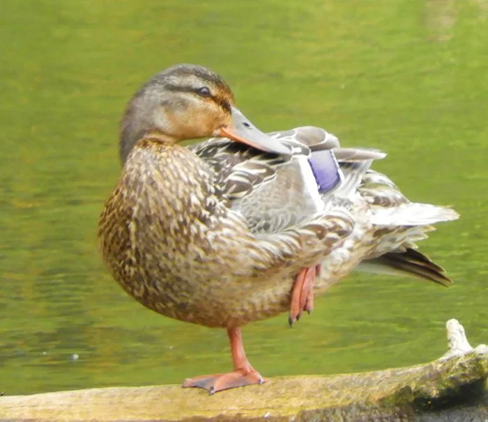 Mallard, Fallen Leaf Lake, Washington