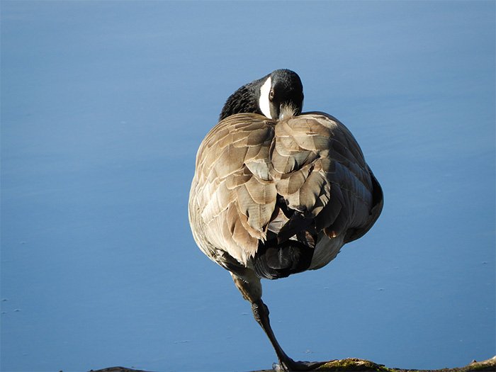 Goose, Steigerwald Wildlife Refuge, Washington