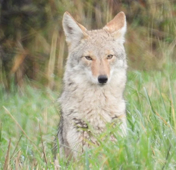Coyote, Ridgefield National Wildlife Refuge, Washington