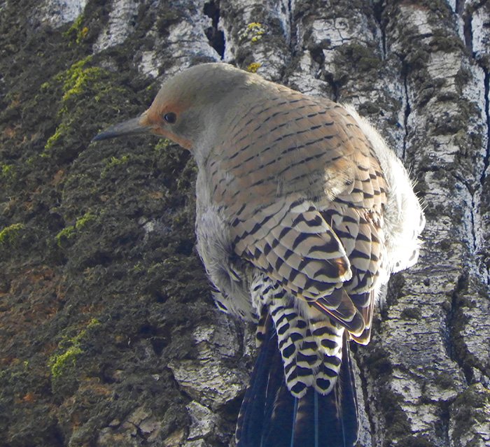 Flicker, Tualatin Hills Nature Park, Oregon